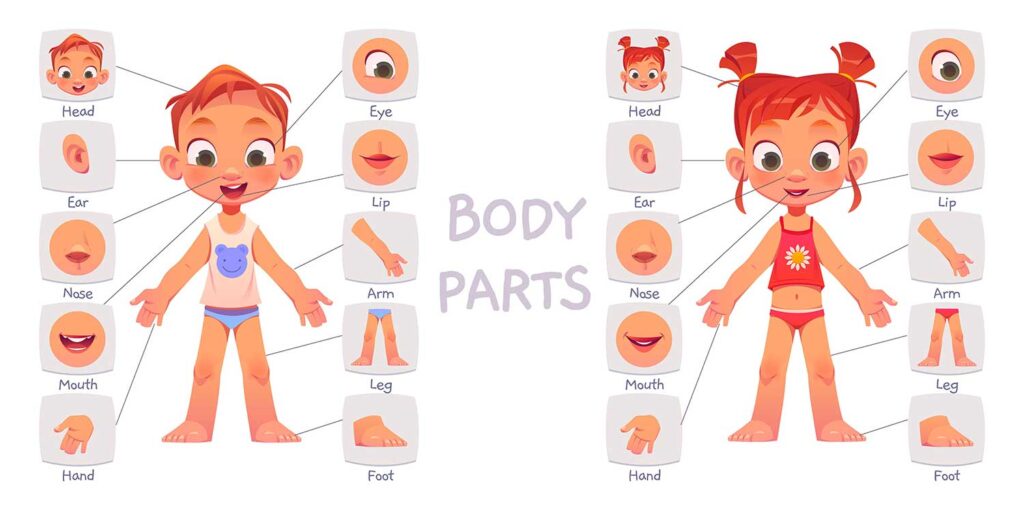 Body Parts Chart-learn self-awareness for 3-year preschoolers